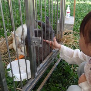 マリアこども園ポニーイベント写真